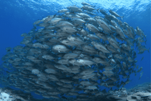 Descubra o superpoder secreto dos cardumes de peixes: nadar em silêncio! Entenda como essa habilidade os protege de predadores, facilita a comunicação e economiza energia.
