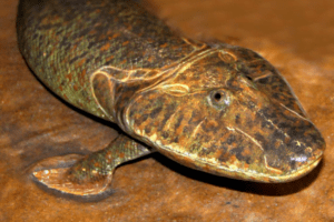 Peixe fóssil, Tiktaalik, evolução, sair da água, tetrápodes, ossos, locomoção, nadadeiras, nadadeiras peitorais, paleontologia, microtomografia computadorizada