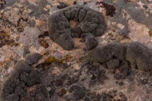 Musgo do Deserto Syntrichia caninervis crescendo em solo rochoso em Marte. Fotografia: Lee Rentz/Alamy